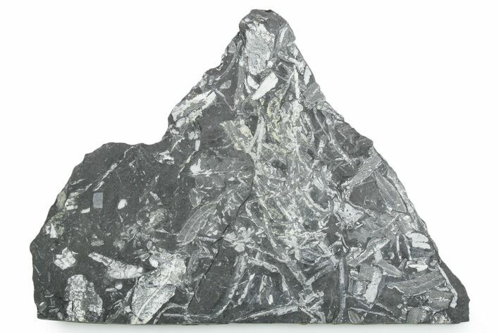 Fossil Seed Fern (Alethopteris) Plate - Pennsylvania #347717